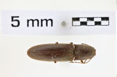 Foto (Dorsalansicht) von Limonius arizonicus (NHMW-ZOO-COL-0008598)